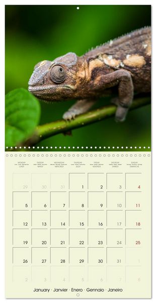 Produktbild: Les merveilles du monde les reptiles (Calendrier mural carr&eacute; 2026 30x30 cm) Calendrier double avec une page pour vos prises de notes