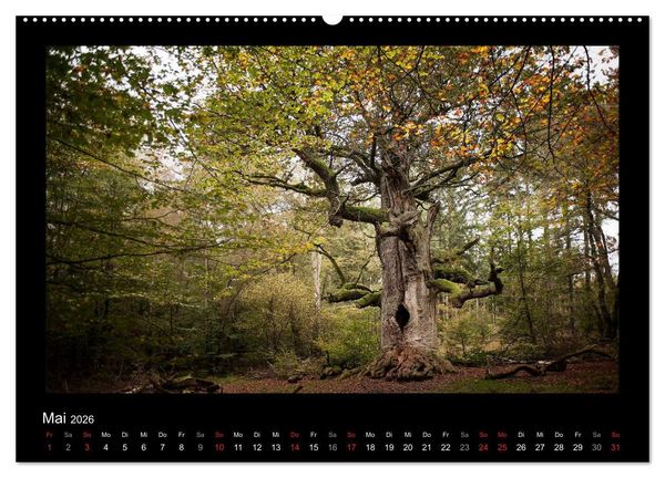 Produktbild: M&auml;rchenhafter Reinhardswald und Urwald Sababurg (hochwertiger Premium Wandkalender 2026 DIN A2 quer), Kunstdruck in Hochglanz