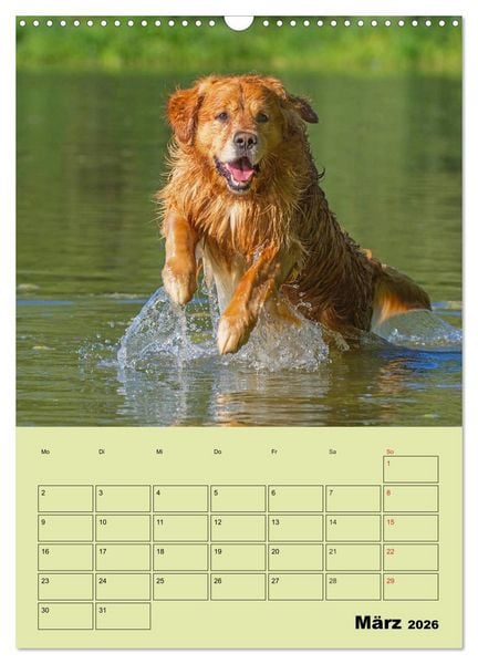 Produktbild: Jahresplaner Golden Retriever (Wandkalender 2026 DIN A3 hoch), CALVENDO Monatskalender