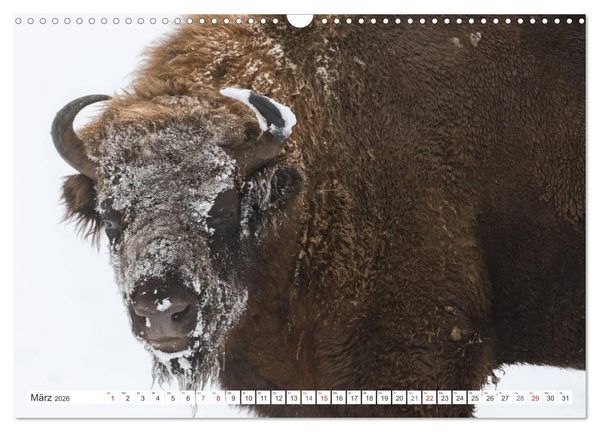 Produktbild: Emotionale Momente: Der Wisent. (Wandkalender 2026 DIN A3 quer), CALVENDO Monatskalender