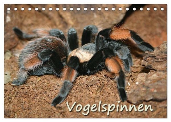 Produktbild: Vogelspinnen (Tischkalender 2026 DIN A5 quer), CALVENDO Monatskalender