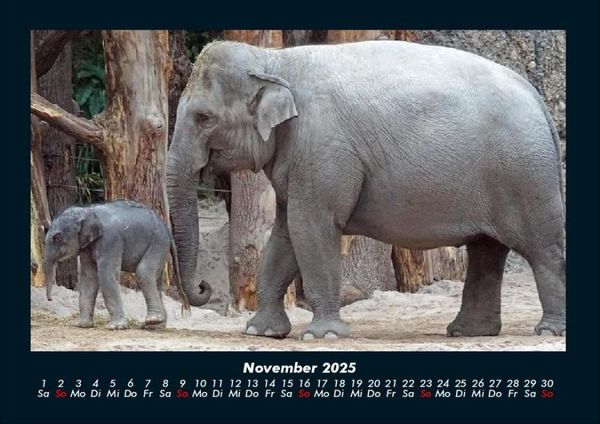Produktbild: Welt der Tiere 2025 Fotokalender DIN A4