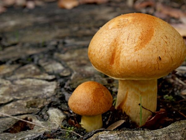 Produktbild: Pilze (Puzzle)
