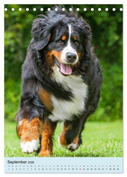 Produktbild: Berner Sennenhund - stark , sch&ouml;n und liebenswert (Tischkalender 2026 DIN A5 hoch), CALVENDO Monatskalender