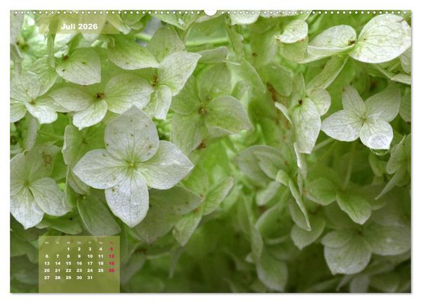 Produktbild: Himmlische Hortensien (Wandkalender 2026 DIN A2 quer), CALVENDO Monatskalender