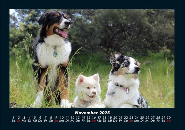 Produktbild: Welpen 2025 Fotokalender DIN A4