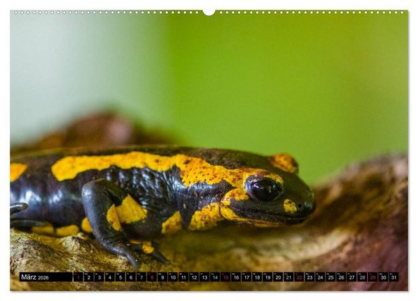 Produktbild: Salamander und Co. (hochwertiger Premium Wandkalender 2026 DIN A2 quer), Kunstdruck in Hochglanz