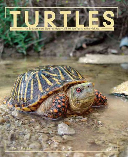 Produktbild: Turtles