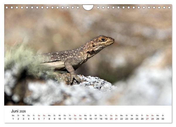 Produktbild: Tiere Madagaskars (Wandkalender 2026 DIN A4 quer), CALVENDO Monatskalender