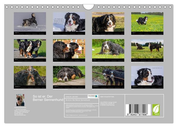Produktbild: So ist er. Der Berner Sennenhund (Wandkalender 2026 DIN A4 quer), CALVENDO Monatskalender