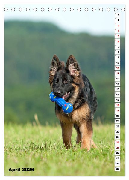 Produktbild: Sch&auml;ferhunde Langstockhaar zum verlieben (Tischkalender 2026 DIN A5 hoch), CALVENDO Monatskalender