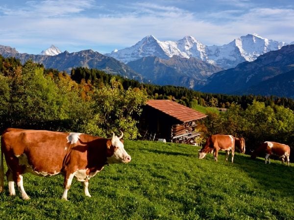 Produktbild: Schweizer K&uuml;he (Puzzle)