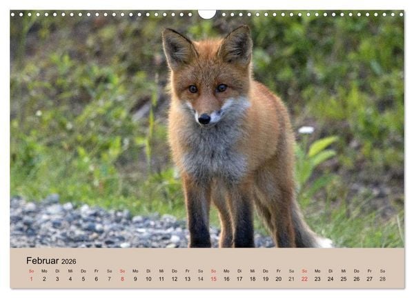 Produktbild: Der Fuchs. Bezaubernder Geselle (Wandkalender 2026 DIN A3 quer), CALVENDO Monatskalender