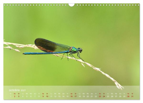 Produktbild: Oiseaux, Papillons et Libellules (Calendrier mural 2027 DIN A3 vertical), CALVENDO calendrier mensuel