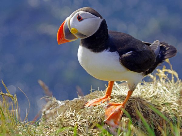 Produktbild: CALVENDO Puzzle Papageitaucher sind entlang der K&uuml;sten Norwegens und Islands heimisch | 1000 Teile Lege-Gr&ouml;&szlig;e 64x48cm Foto-Puzzle f&uuml;r gl&uuml;ckliche Stund