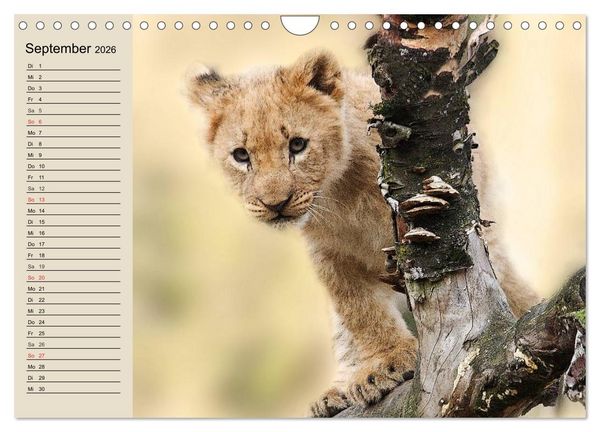 Produktbild: L&ouml;wen. Majest&auml;tische Kraft (Wandkalender 2026 DIN A4 quer), CALVENDO Monatskalender