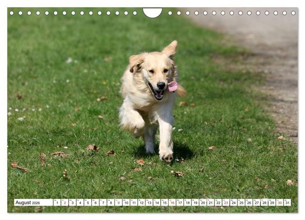 Produktbild: Golden Retriever ein treuer Begleiter (Wandkalender 2026 DIN A4 quer), CALVENDO Monatskalender