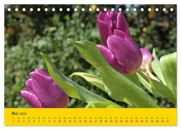 Produktbild: Tulpentraum (Tischkalender 2026 DIN A5 quer), CALVENDO Monatskalender