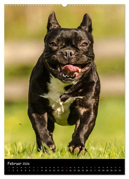 Produktbild: Franz&ouml;sische Bulldoggen - Eine Bully Liebeserk&auml;rung (Wandkalender 2026 DIN A2 hoch), CALVENDO Monatskalender