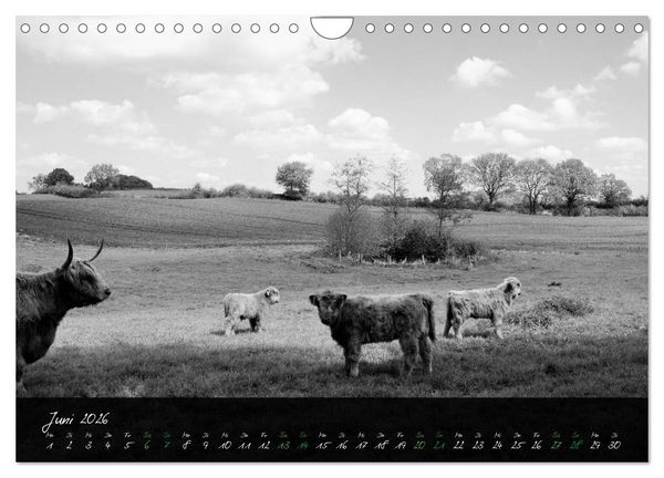 Produktbild: Highland Cattle vom Nordlicht - Faszination Hochland Rind (Wandkalender 2026 DIN A4 quer), CALVENDO Monatskalender