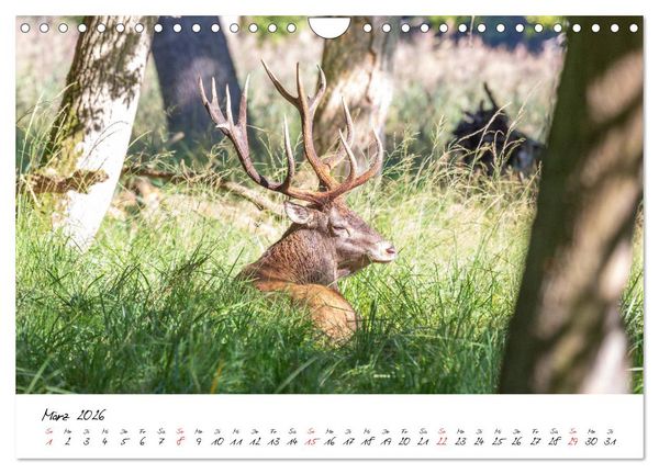 Produktbild: Rotwild - im Naturparadies der Mecklenburgischen Seenplatte (Wandkalender 2026 DIN A4 quer), CALVENDO Monatskalender