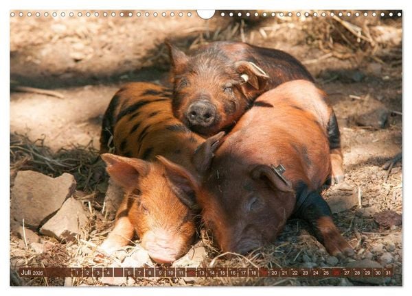 Produktbild: Gl&uuml;ckliche Schweine Berkshire-Iberico Ferkel (Wandkalender 2026 DIN A3 quer), CALVENDO Monatskalender