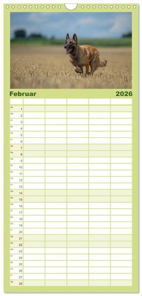 Produktbild: Familienplaner 2026 - Belgischer Sch&auml;ferhund - Der Malinois in Action mit 5 Spalten (Wandkalender, 21 x 45 cm) CALVENDO