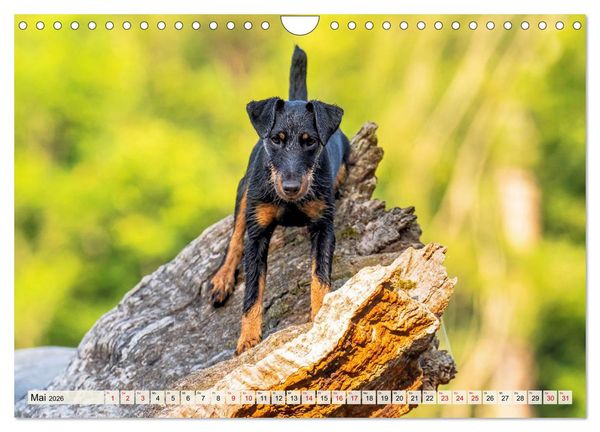 Produktbild: Deutscher Terrier - ein leidenschaftlicher J&auml;ger (Wandkalender 2026 DIN A4 quer), CALVENDO Monatskalender