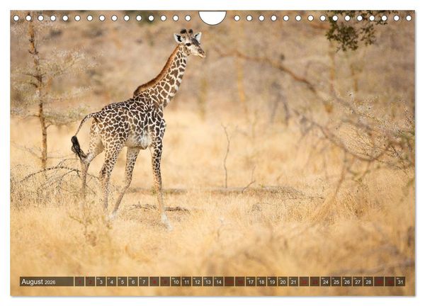 Produktbild: Safari in Tansania (Wandkalender 2026 DIN A4 quer), CALVENDO Monatskalender