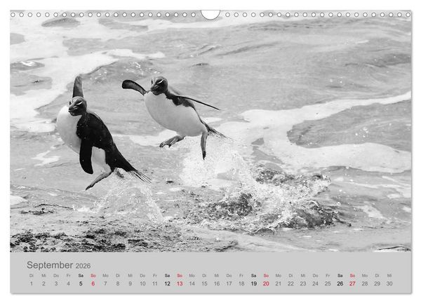 Produktbild: Die Seelen der wilden Tiere (Wandkalender 2026 DIN A3 quer), CALVENDO Monatskalender