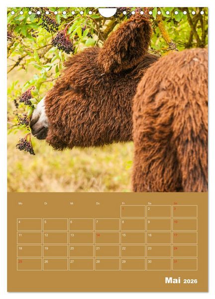 Produktbild: Entz&uuml;ckende Esel - Charmant und liebenswert (Wandkalender 2026 DIN A4 hoch), CALVENDO Monatskalender