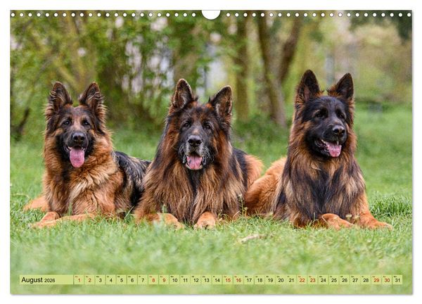 Produktbild: Altdeutsche Sch&auml;ferhunde - Traumhafte Sch&auml;ferhunde Langstockhaar (Wandkalender 2026 DIN A3 quer), CALVENDO Monatskalender