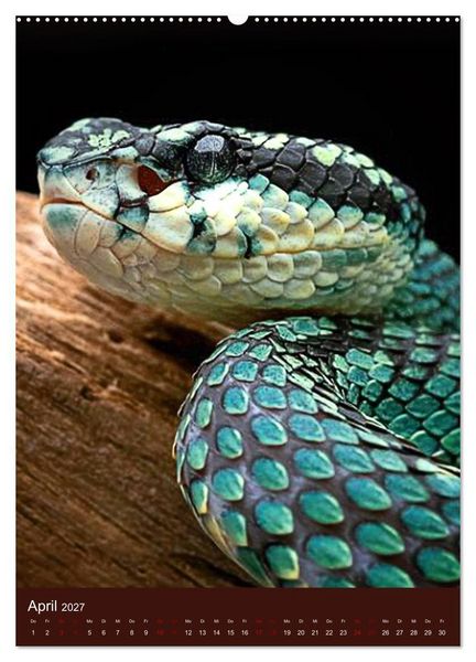 Produktbild: The Power Of Snake (Wandkalender 2027 DIN A2 hoch), CALVENDO Monatskalender