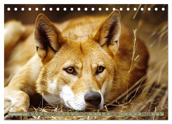 Produktbild: Die wilden Hunde (Tischkalender 2026 DIN A5 quer), CALVENDO Monatskalender