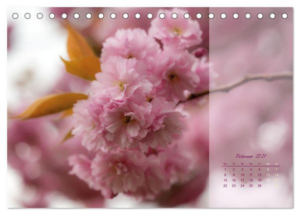 Produktbild: Pretty in Pink - Die Kirschbl&uuml;te (Tischkalender 2027 DIN A5 quer), CALVENDO Monatskalender