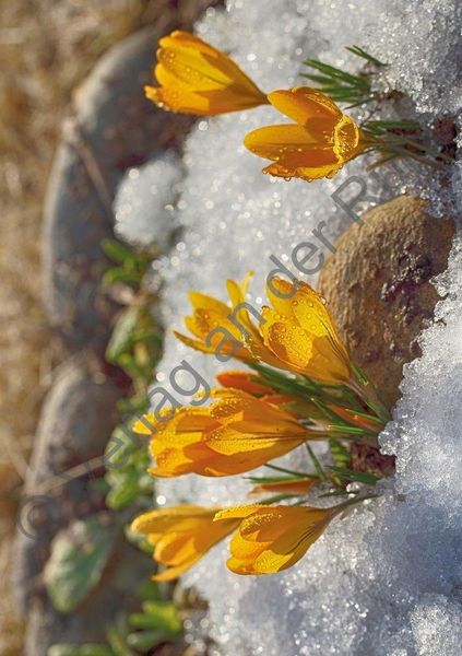 Produktbild: Staunen &uuml;ber die Sch&ouml;pfung &ndash; 40 Gebetskarten mit Naturfotografien