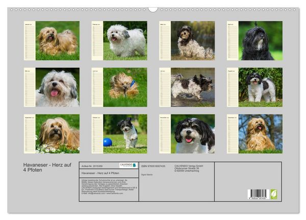 Produktbild: Havaneser - Herz auf 4 Pfoten (Wandkalender 2026 DIN A2 quer), CALVENDO Monatskalender