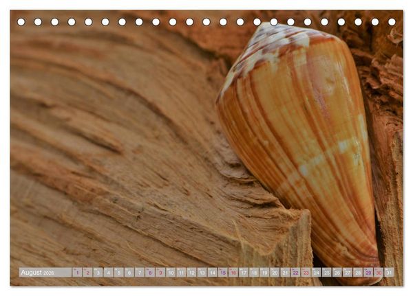Produktbild: H&auml;user der Meere: Muscheln - Seeigel - Schnecken (Tischkalender 2026 DIN A5 quer), CALVENDO Monatskalender