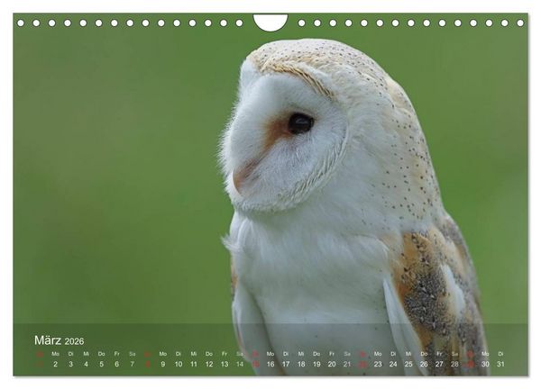 Produktbild: Eulen-Kalender (Wandkalender 2026 DIN A4 quer), CALVENDO Monatskalender