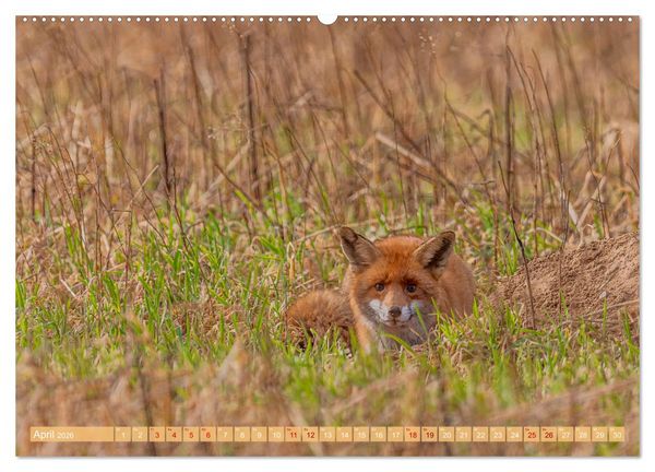Produktbild: Impressionen aus Mecklenburg - Vorpommern (Wandkalender 2026 DIN A2 quer), CALVENDO Monatskalender