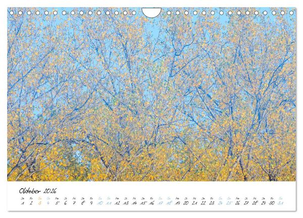 Produktbild: In der Welt der B&auml;ume (Wandkalender 2026 DIN A4 quer), CALVENDO Monatskalender