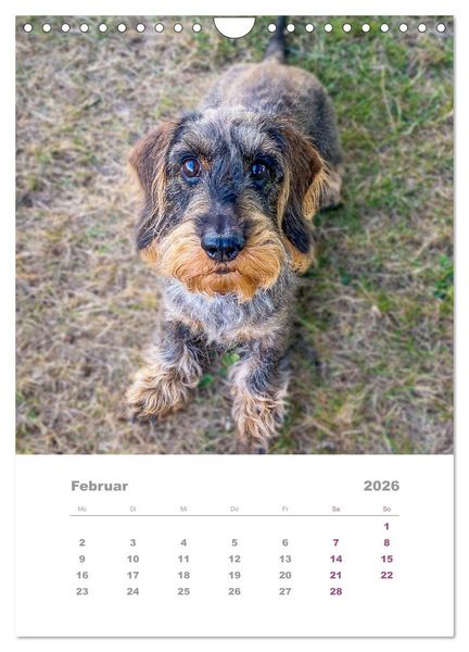 Produktbild: Dackel(augen)blicke (Wandkalender 2026 DIN A4 hoch), CALVENDO Monatskalender