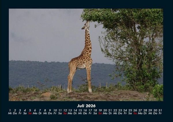 Produktbild: Giraffen 2026 Fotokalender DIN A4
