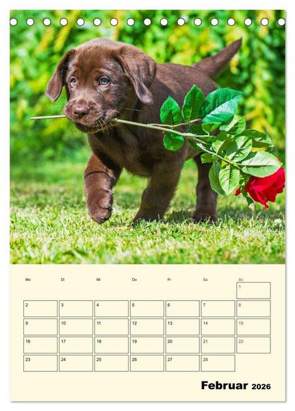 Produktbild: Familienplaner - Labrador Welpen entdecken die Welt (Tischkalender 2026 DIN A5 hoch), CALVENDO Monatskalender