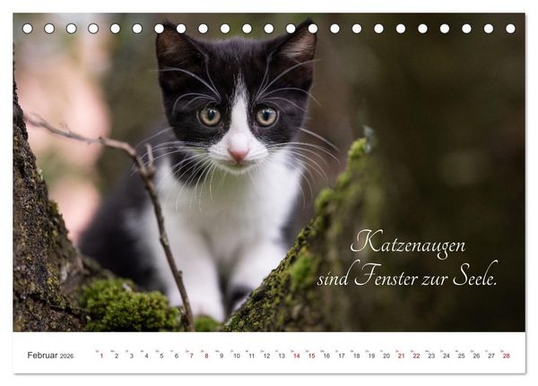 Produktbild: Kitten auf Entdeckungsreise (Tischkalender 2026 DIN A5 quer), CALVENDO Monatskalender