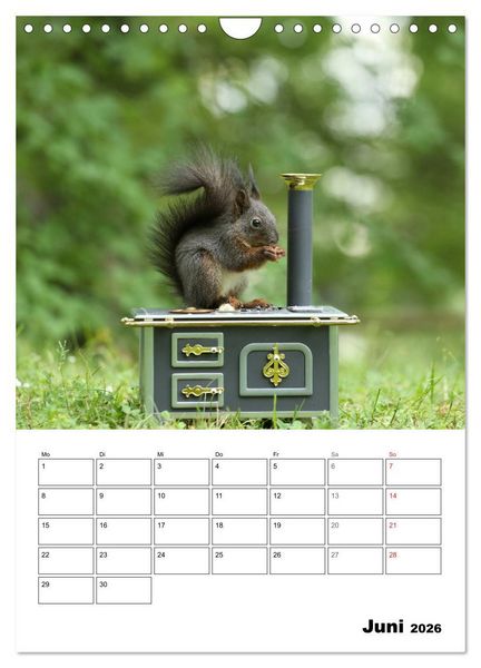 Produktbild: Die kleine Welt der Eichh&ouml;rnchen in Regensburg (Wandkalender 2026 DIN A4 hoch), CALVENDO Monatskalender