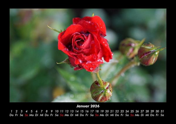 Produktbild: Rosentraum 2026 Fotokalender DIN A3