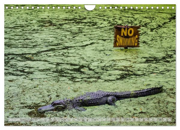 Produktbild: Florida. Sonne und Meer (Wandkalender 2026 DIN A4 quer), CALVENDO Monatskalender