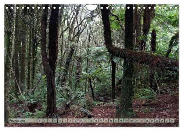 Produktbild: Prim&auml;rwald - Neuseeland (Wandkalender 2026 DIN A4 quer), CALVENDO Monatskalender