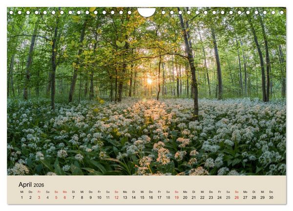 Produktbild: Der Wald. Durch zauberhafte Waldlandschaften (Wandkalender 2026 DIN A4 quer), CALVENDO Monatskalender